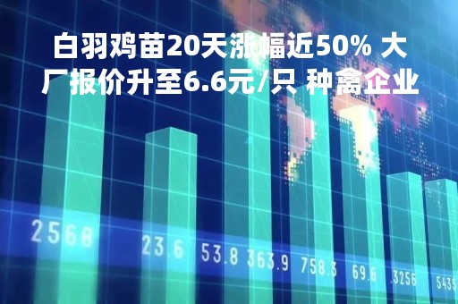 白羽鸡苗20天涨幅近50% 大厂报价升至6.6元/只 种禽企业迎“收获季”